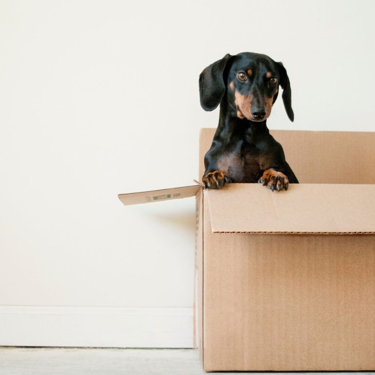 dog peaking from the box