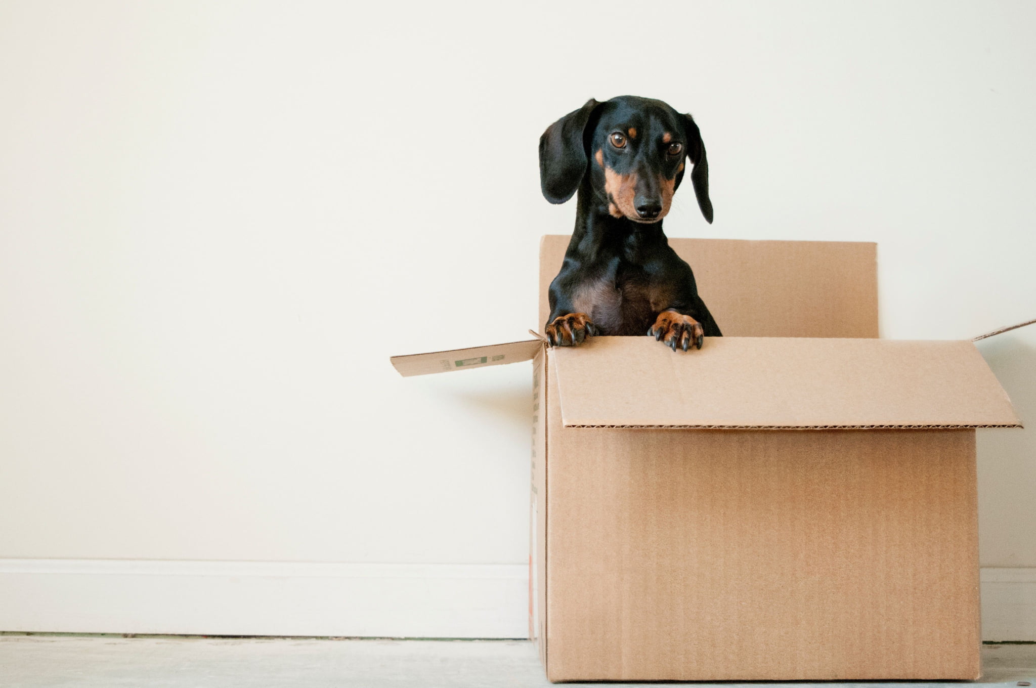 dog peaking from the box